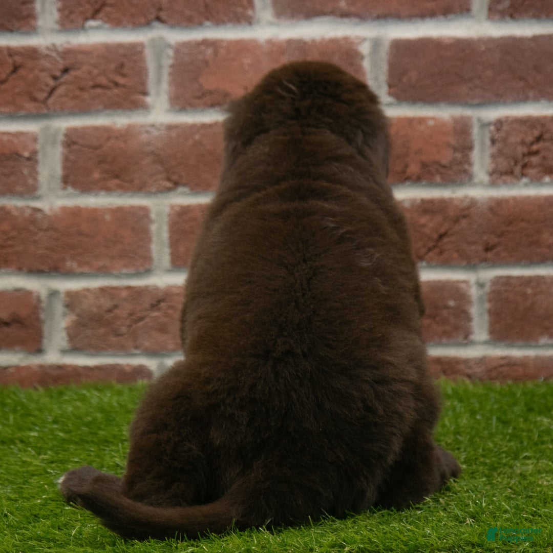 Newfoundland dogs for sale: Molly - Image 4