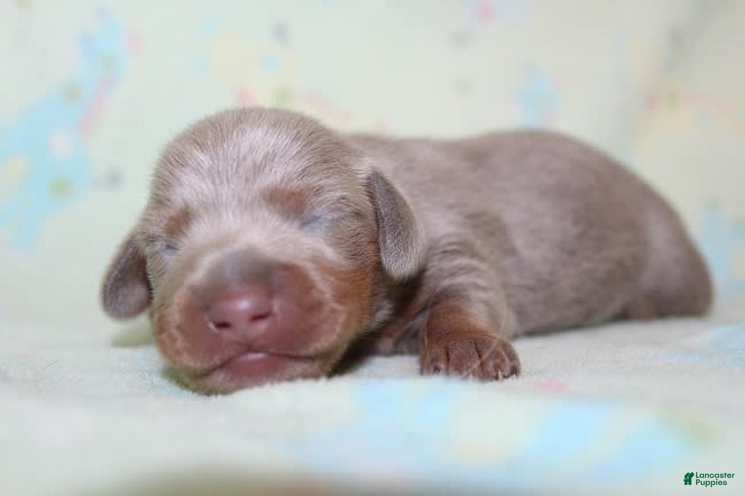 Dachshund dogs for sale: Stella Male 3 - Image 10
