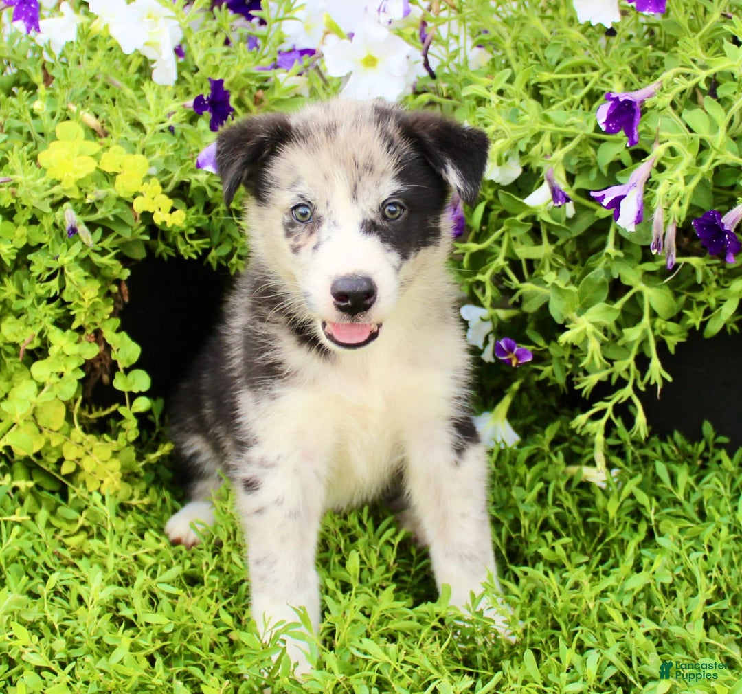 Australian Shepherd dogs for sale: Australian Shepherd 8 puppies - Image 1