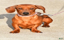 Miniature Dachshund dogs for sale: Isabella - Image 8