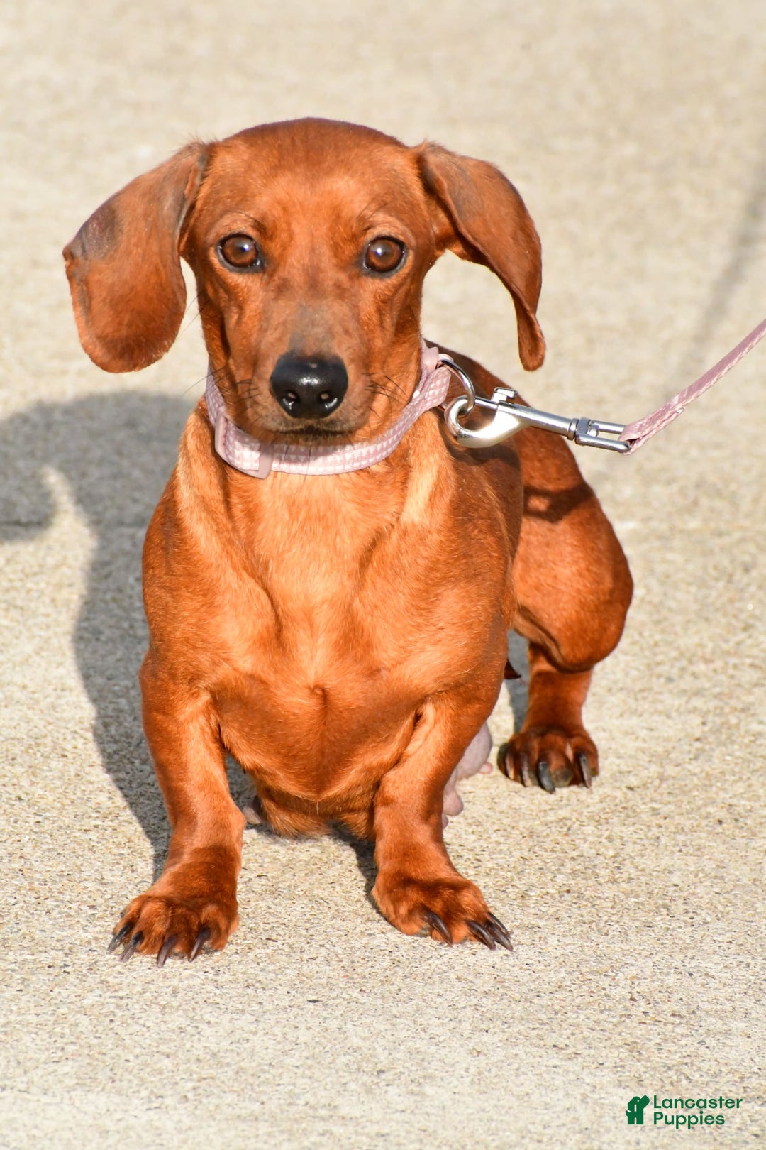 Miniature Dachshund dogs for sale: Isabella - Image 8