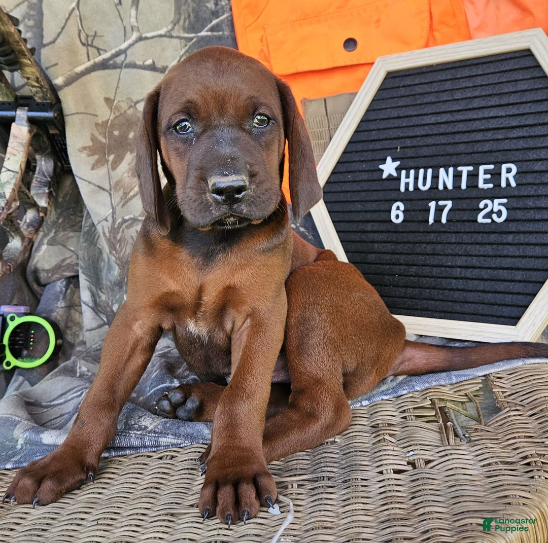 Redbone Coonhound dogs for sale: Boone - Image 4