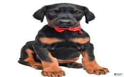 Doberman Pinscher dogs for sale: Mason - Image 2