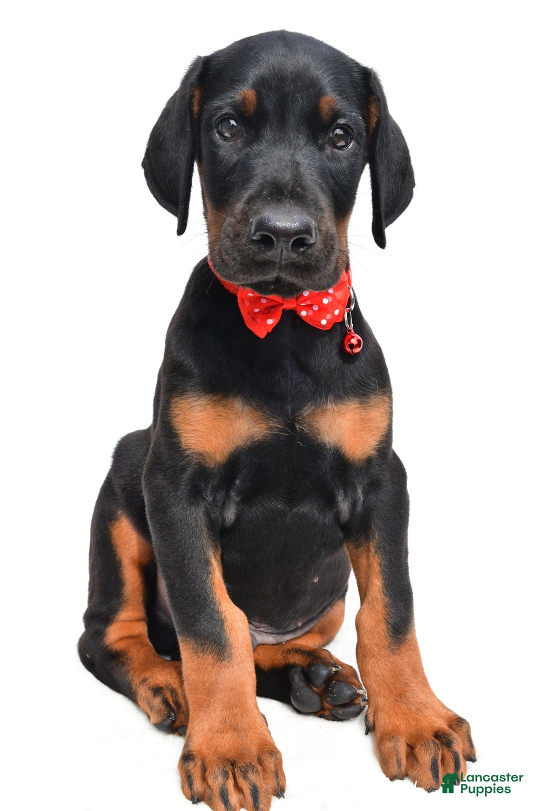 Doberman Pinscher dogs for sale: Mason - Image 2