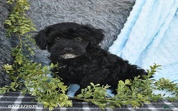 Havapoo dogs for sale: Blake - Image 10