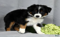 Miniature Australian Shepherd dogs for sale: Aurora - Image 4