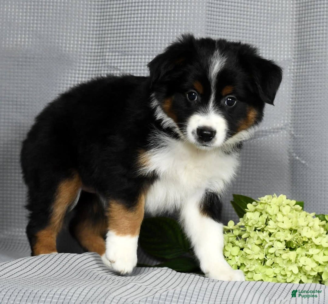 Miniature Australian Shepherd dogs for sale: Aurora - Image 4