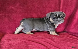English Bulldog dogs for sale: English Bulldog 3 puppies - Image 7