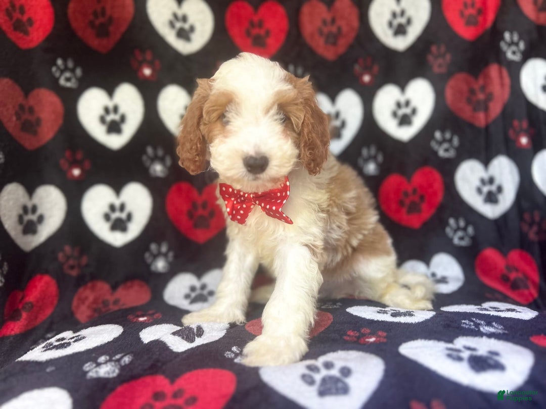 Cavapoo dogs for sale: Ace - Image 3