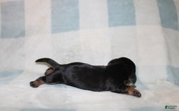 Miniature Dachshund dogs for sale: Mary Mini - Image 6