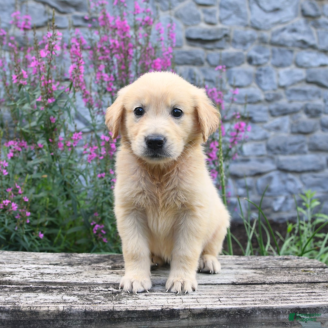 Golden Retriever dogs for sale: Lucy - Image 5