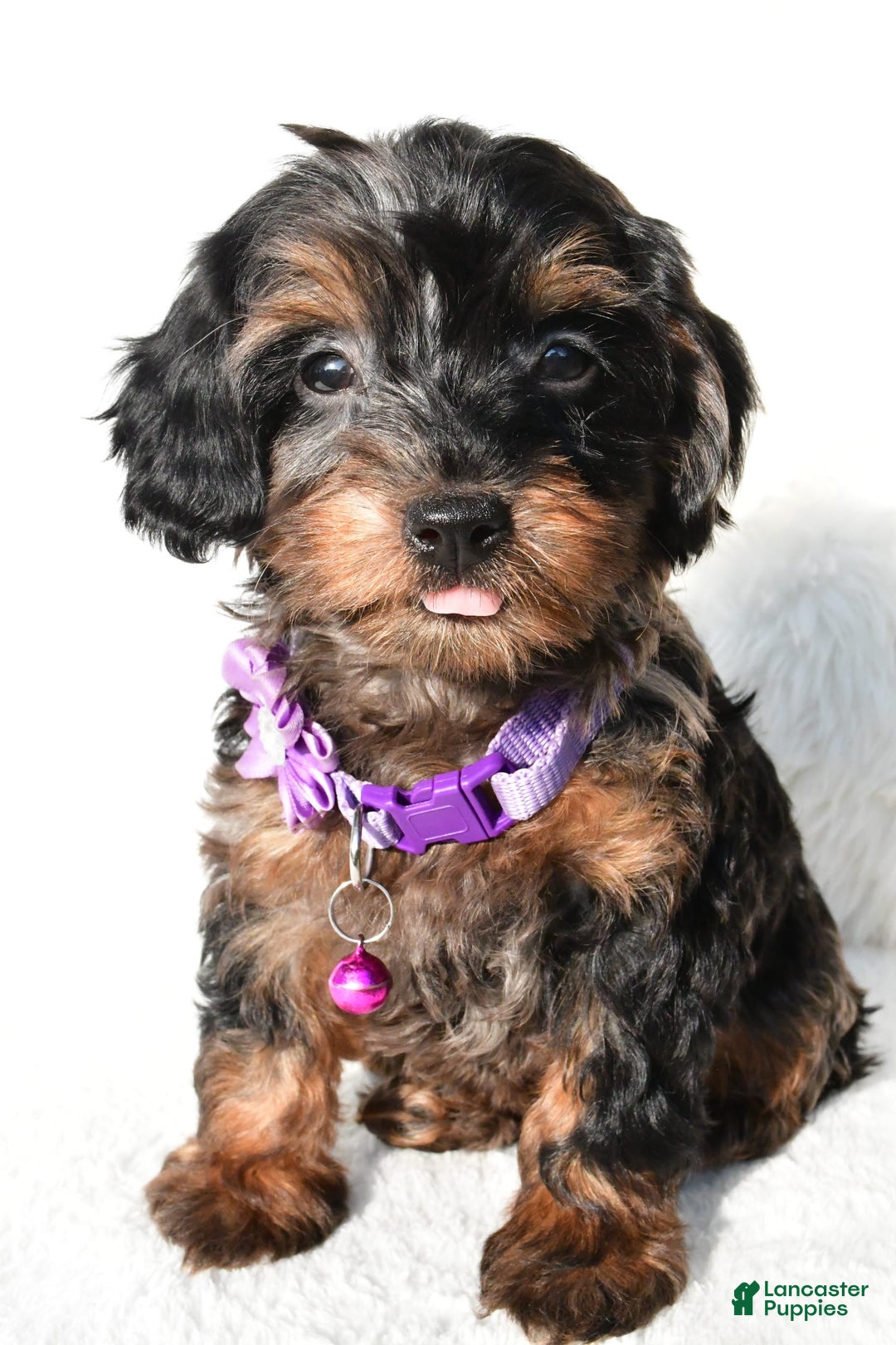 Cockapoo dogs for sale: Angelo - Image 5