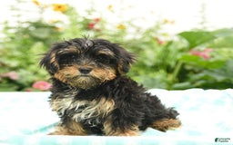 Morkie dogs for sale: Boots - Image 5
