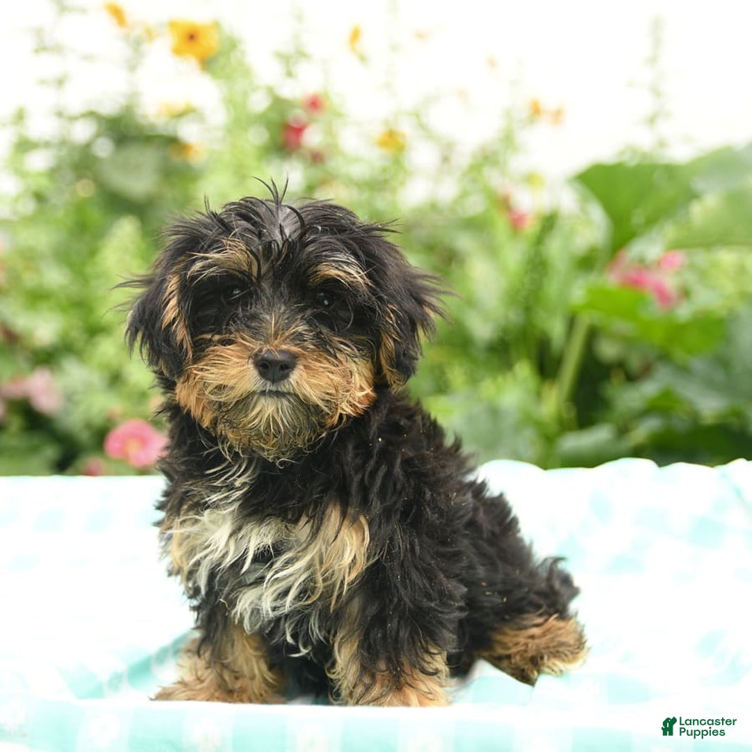 Morkie dogs for sale: Boots - Image 5