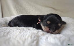 Morkie dogs for sale: Cream Point Ladybug - Image 14