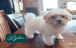 Malshi dogs for sale: Lydia - Image 1