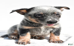 Australian Cattle Dog dogs for sale: Blue Boy - Image 5