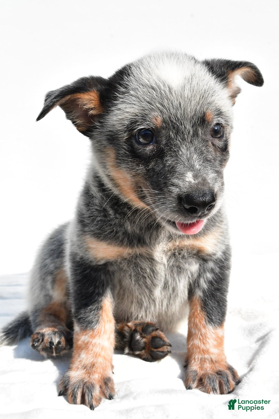 Australian Cattle Dog dogs for sale: Blue Boy - Image 5