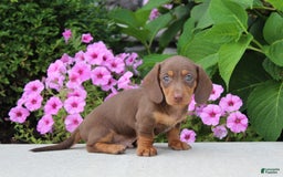 Dachshund dogs for sale: Prince - Image 1