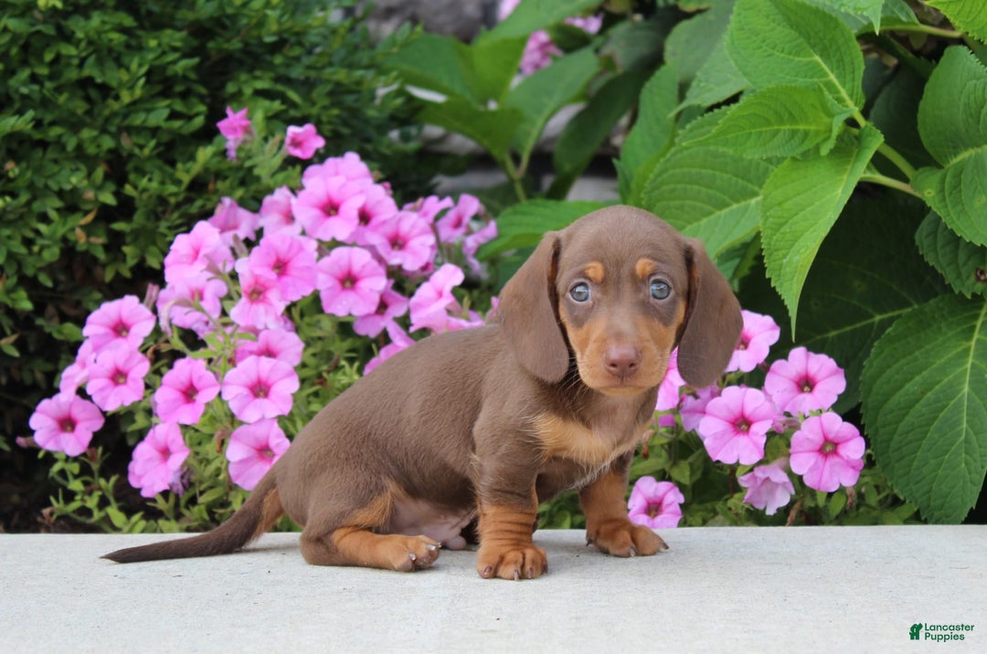 Dachshund dogs for sale: Prince - Image 1