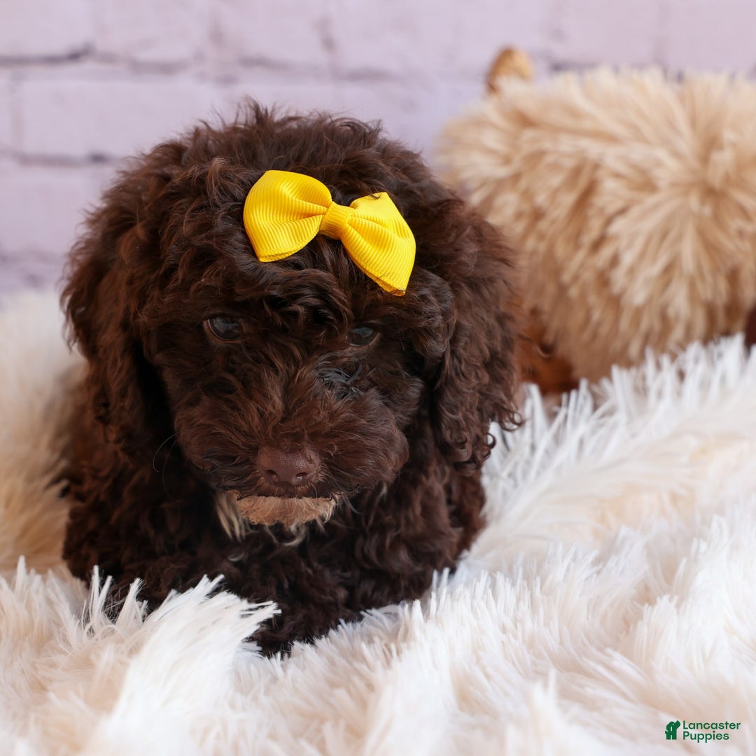 Cockapoo dogs for sale: Bess - Image 12