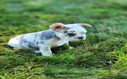 French Bulldog dogs for sale: Charlie - Image 5