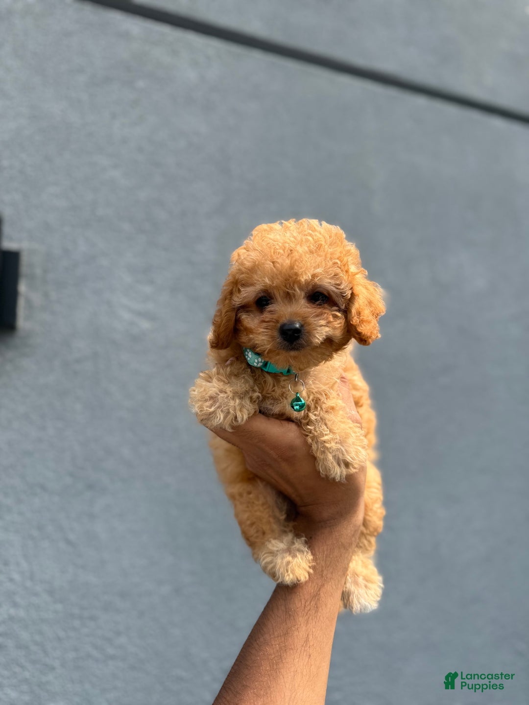 Toy Poodle dogs for sale: Toy Poodle 5 puppies - Image 2