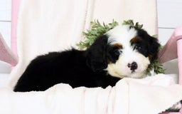 Mini Bernedoodle dogs for sale: Theo - Image 8