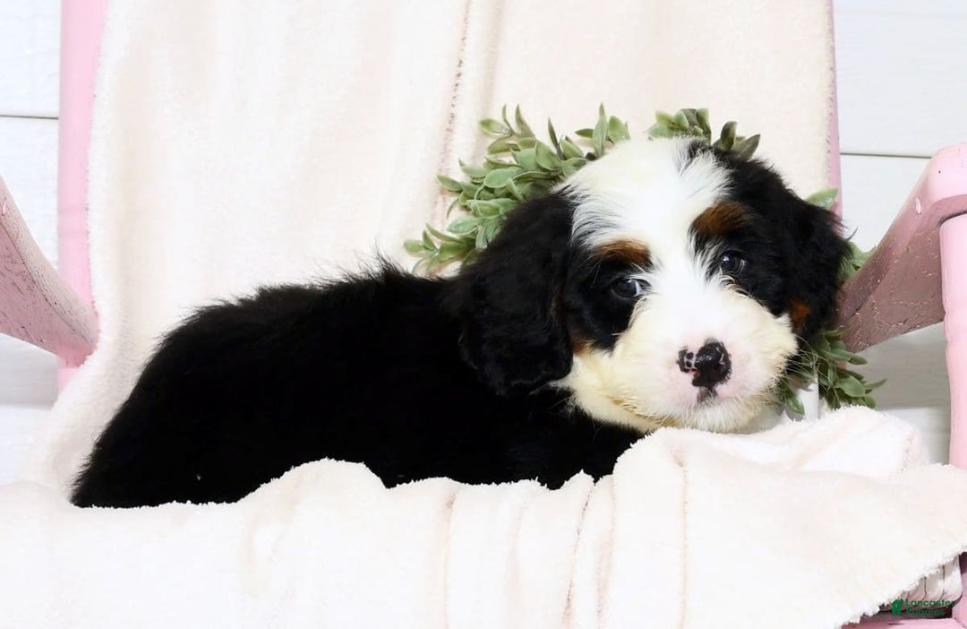 Mini Bernedoodle dogs for sale: Theo - Image 8