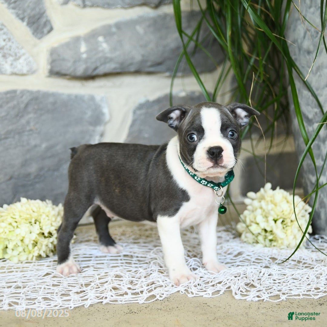 Boston Terrier dogs for sale: Wells - Image 4