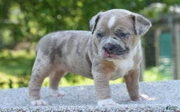 Olde English Bulldogge dogs for sale: Rosie Mini Bulldogge - Image 4