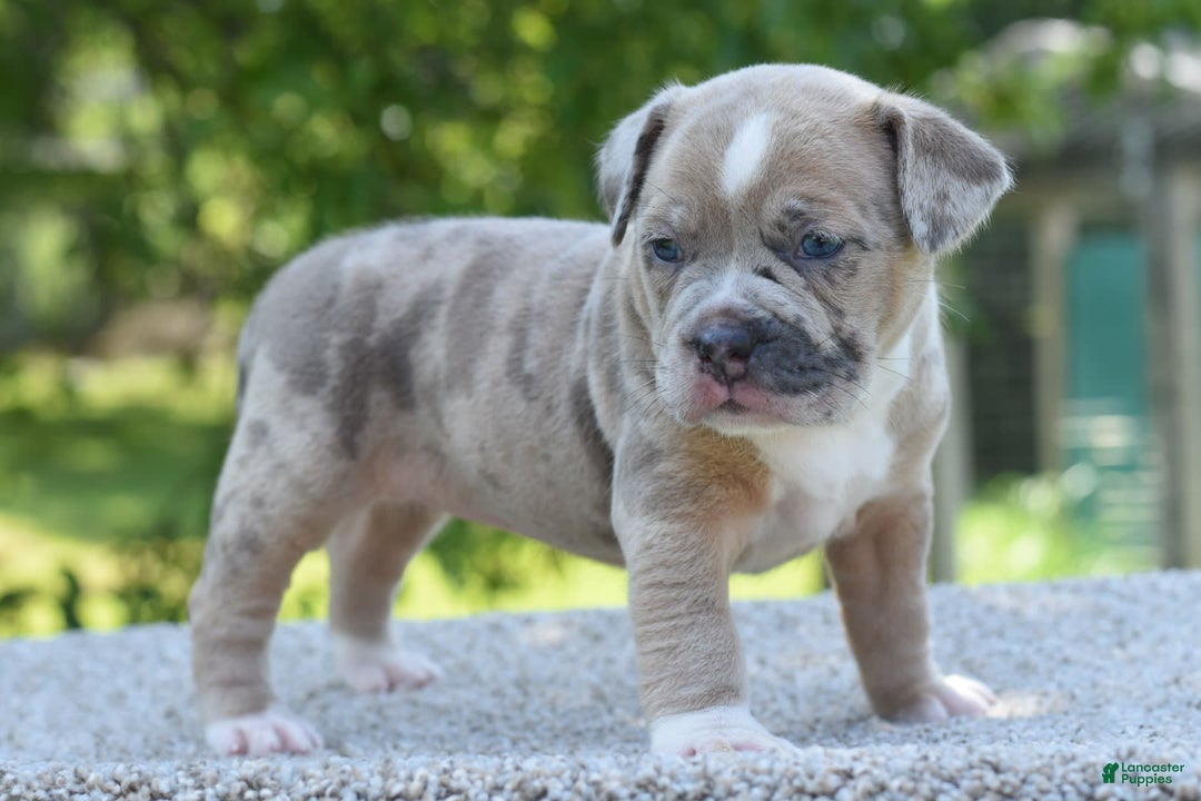 Olde English Bulldogge dogs for sale: Rosie Mini Bulldogge - Image 4