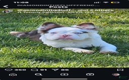 French Bulldog dogs for sale: Birkin - Image 13