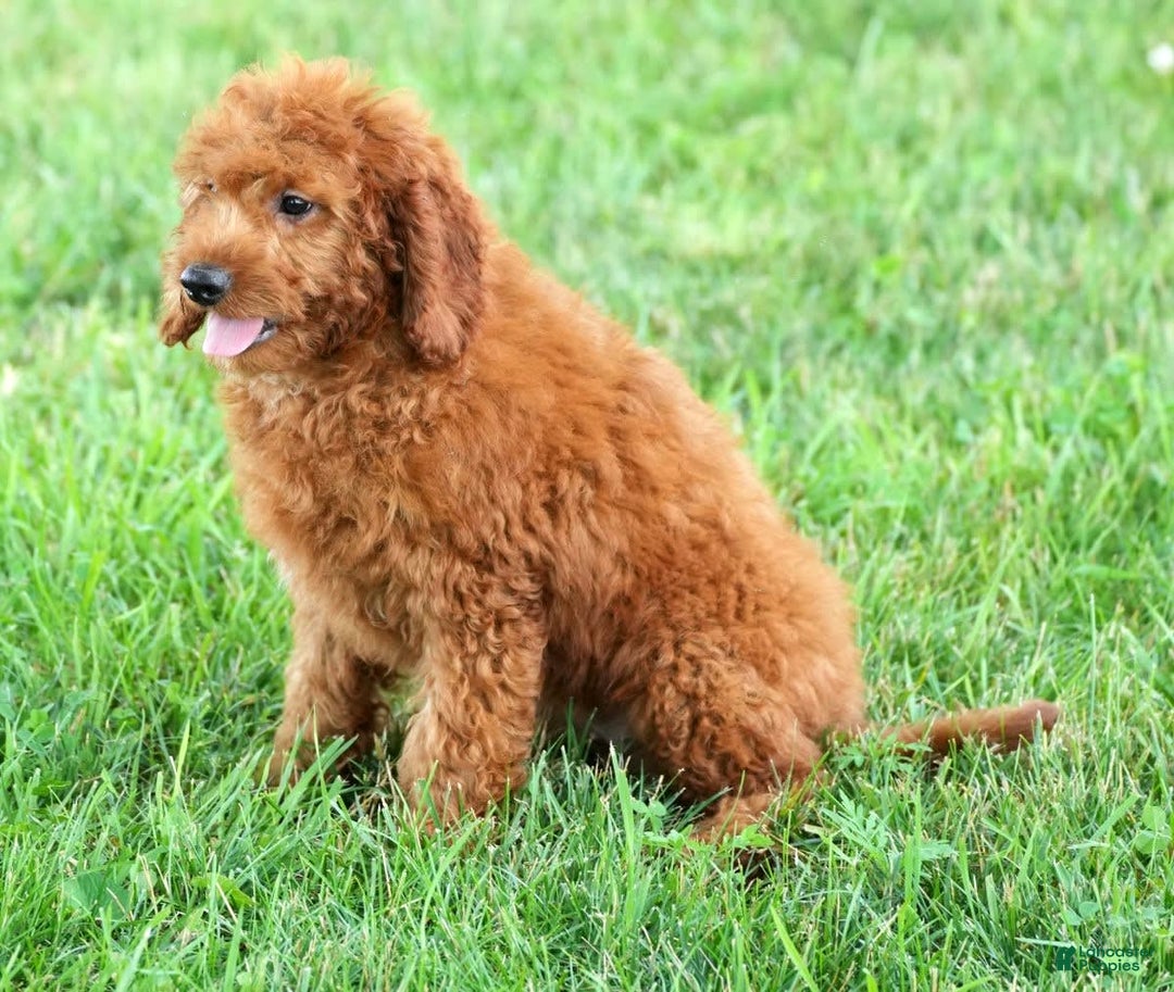 Bichpoo dogs for sale: Nellie - Image 7