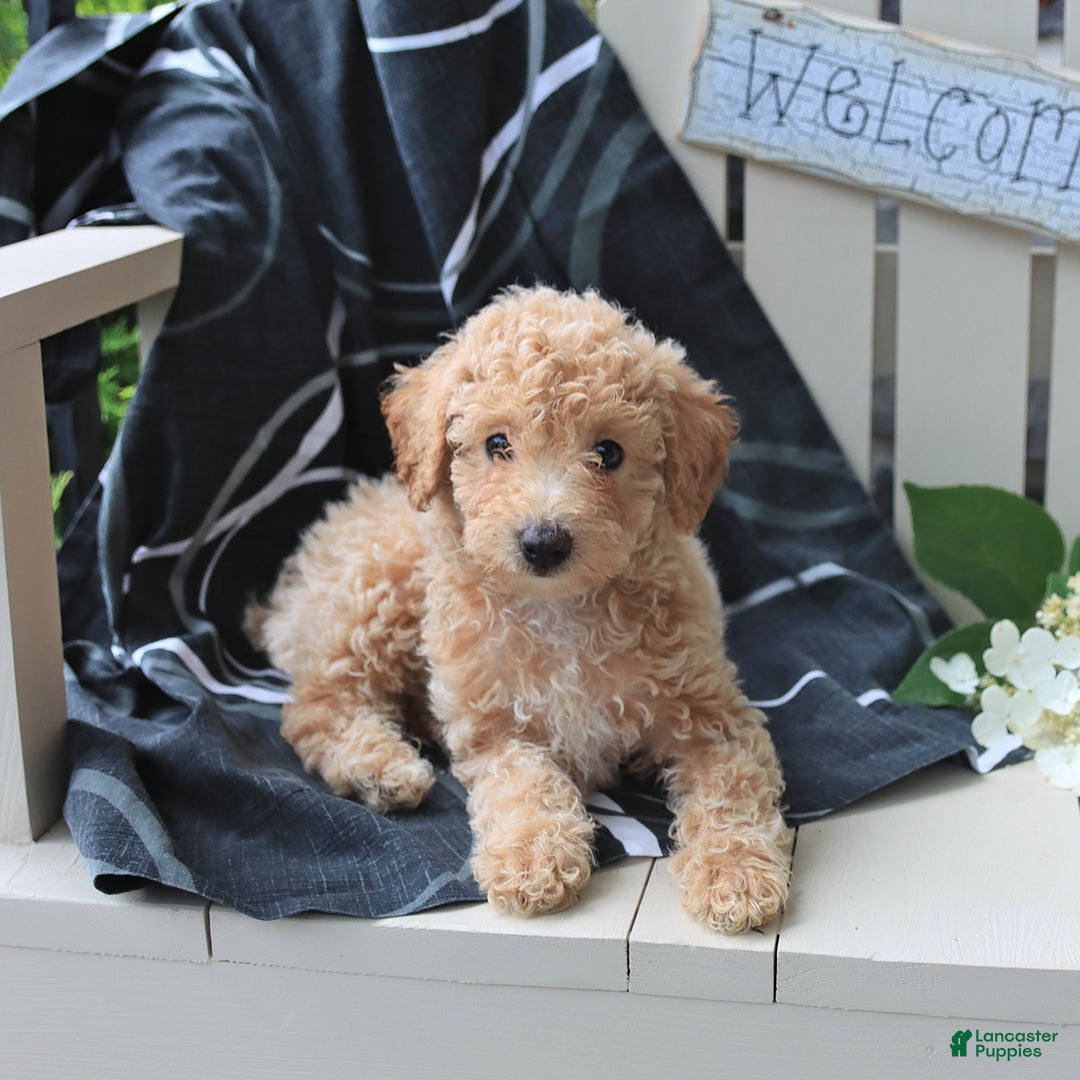 Miniature Poodle dogs for sale: Macy - Image 3