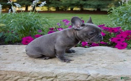 French Bulldog dogs for sale: Winton - Image 2