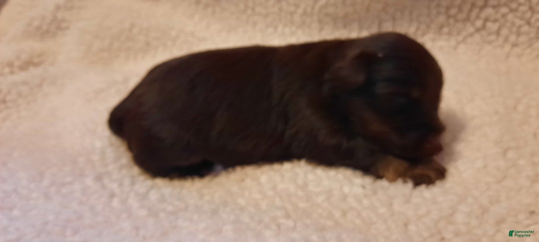 Miniature Schnauzer dogs for sale: Girl1 - Image 2