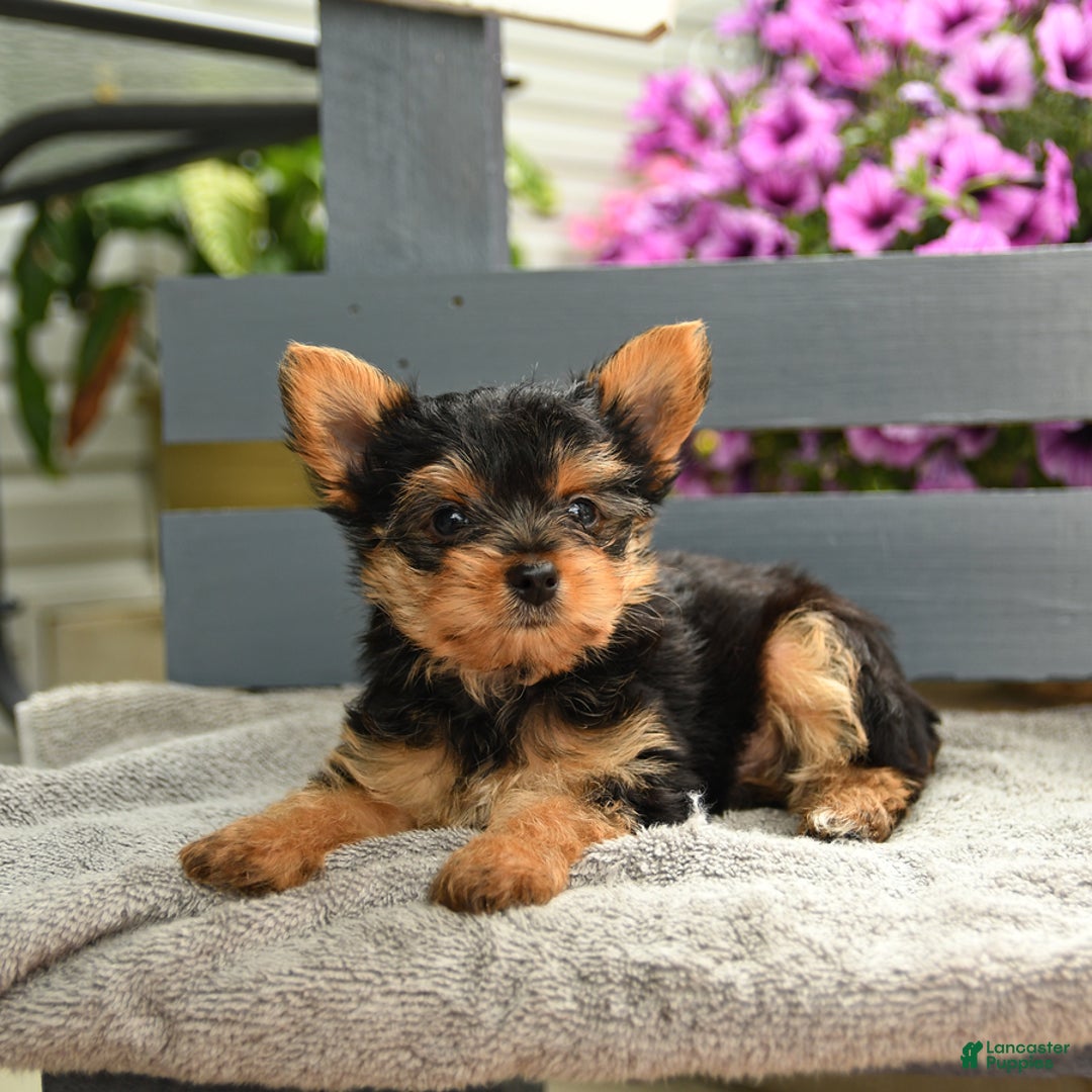 Yorkshire Terrier dogs for sale: Trex - Image 2