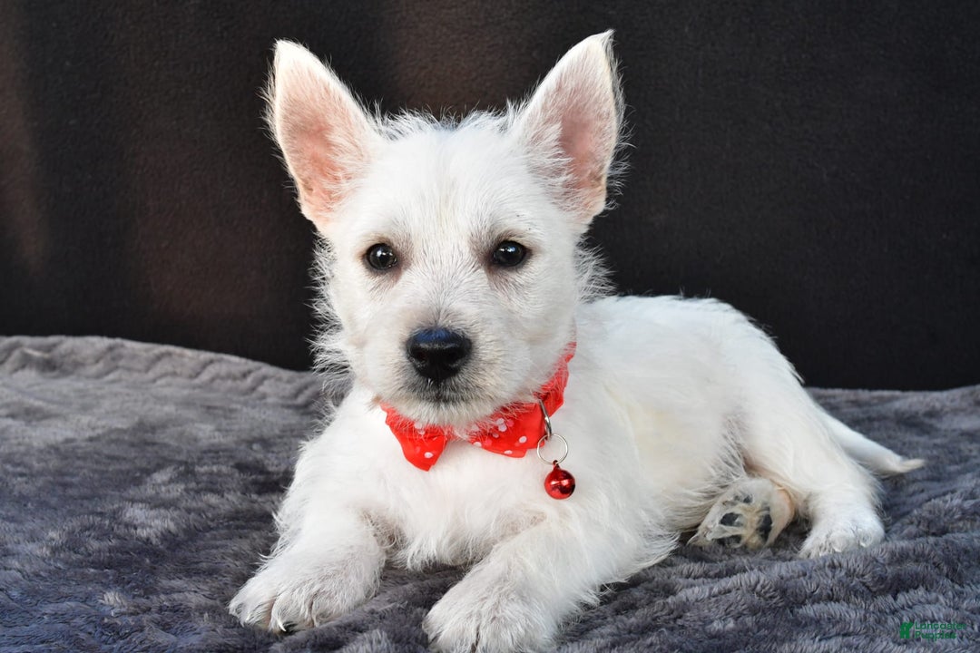 West Highland Terrier dogs for sale: Nemo - Image 1