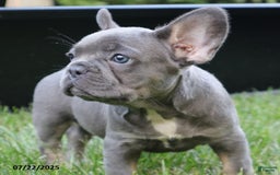 French Bulldog dogs for sale: Sky - Image 2