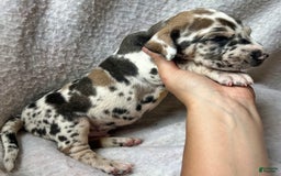 Great Dane dogs for sale: Mtn Dew - Image 2