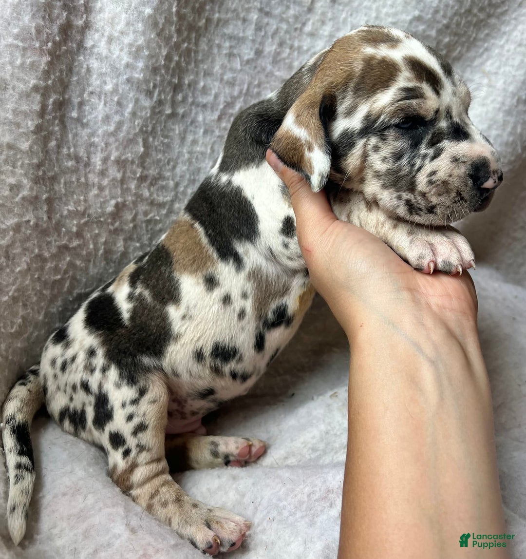 Great Dane dogs for sale: Mtn Dew - Image 2