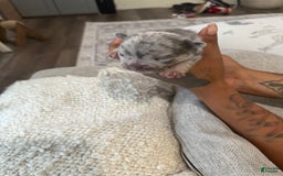 French Bulldog dogs for sale: Hero - Image 5