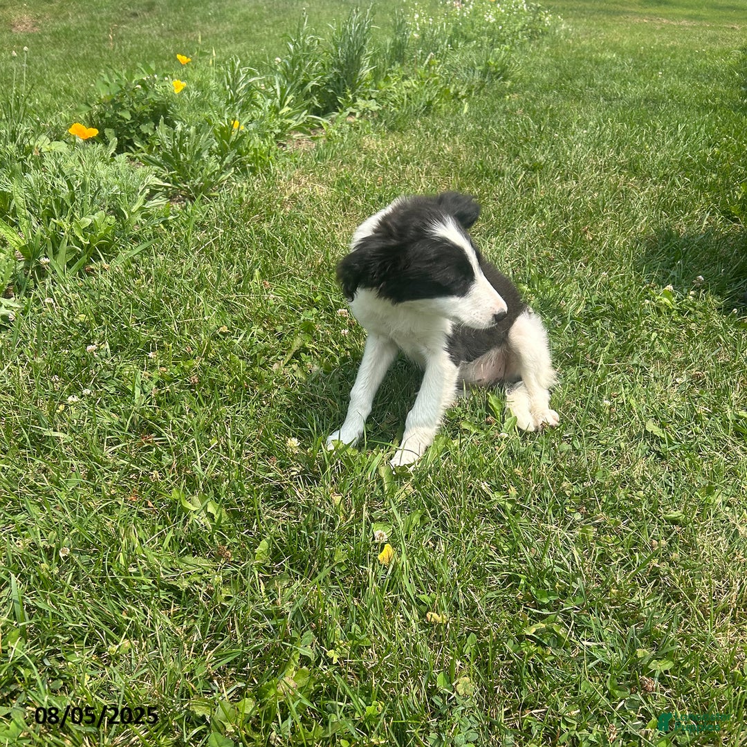 Border Collie dogs for sale: Half Dollar - Image 3