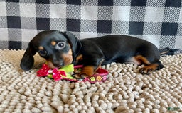Miniature Dachshund dogs for sale: Nessa - Image 2