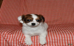 Havanese dogs for sale: Bessy - Image 24