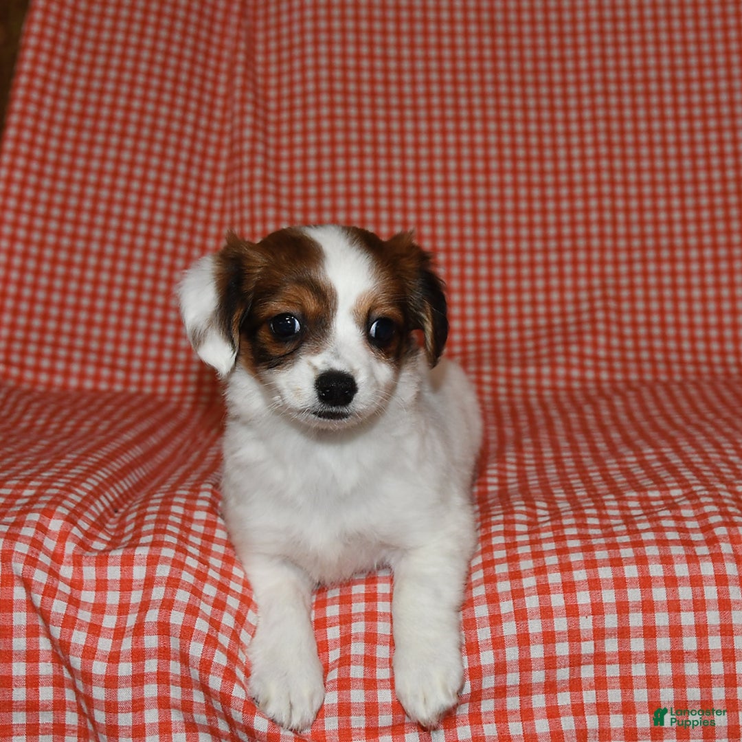 Havanese dogs for sale: Bessy - Image 24