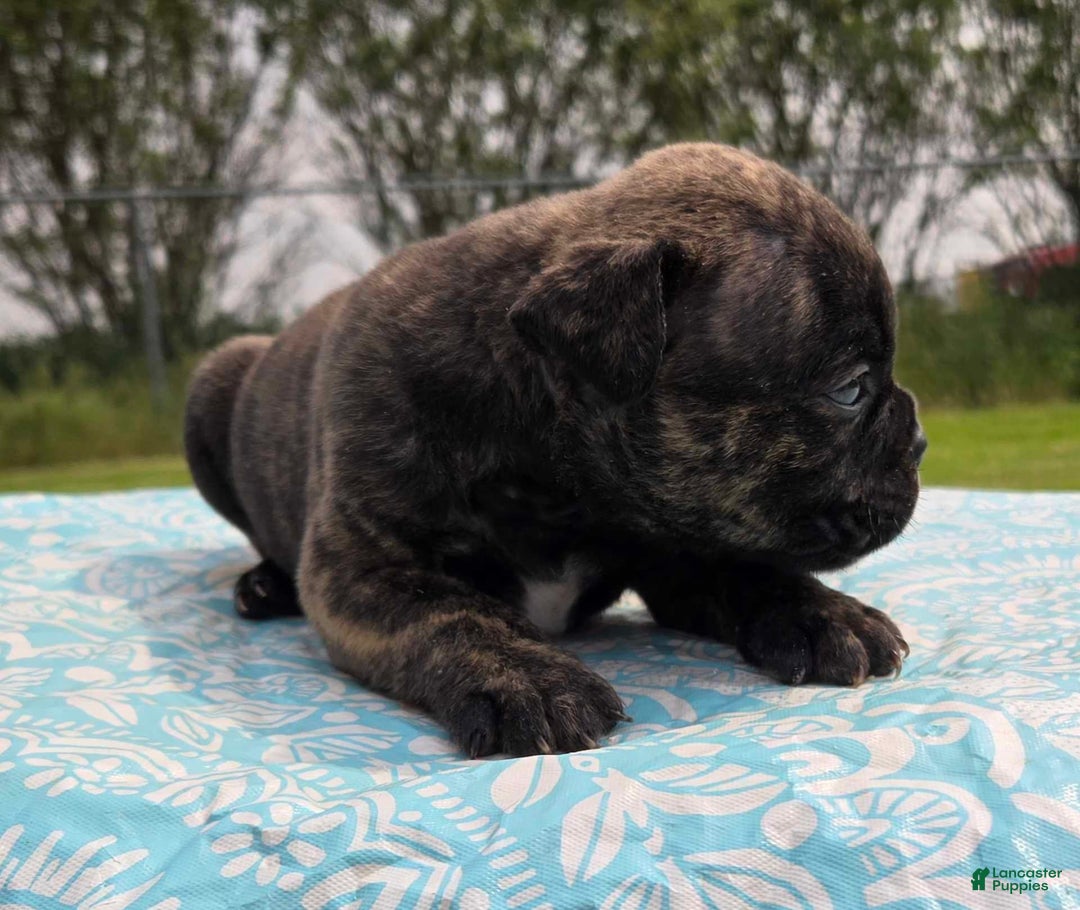 Olde English Bulldogge dogs for sale: Mel - Image 1