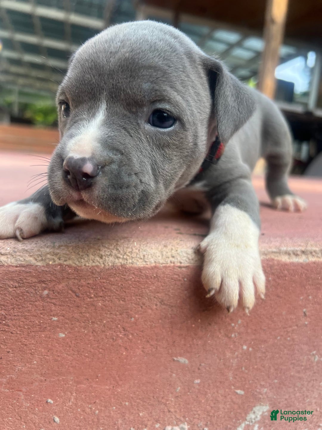 American Bully dogs for sale: Queen - Image 2