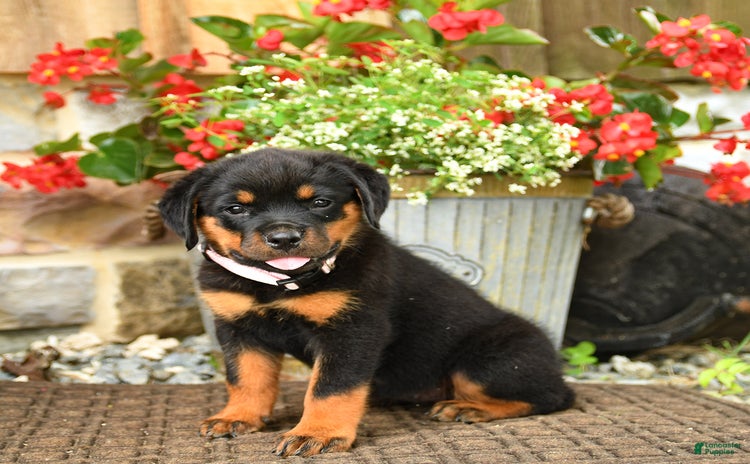 Rottweiler dogs for sale - Ad 4
